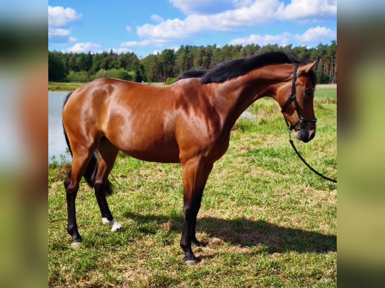 Oldenburg Giumenta 4 Anni 165 cm Baio in Königsmoos