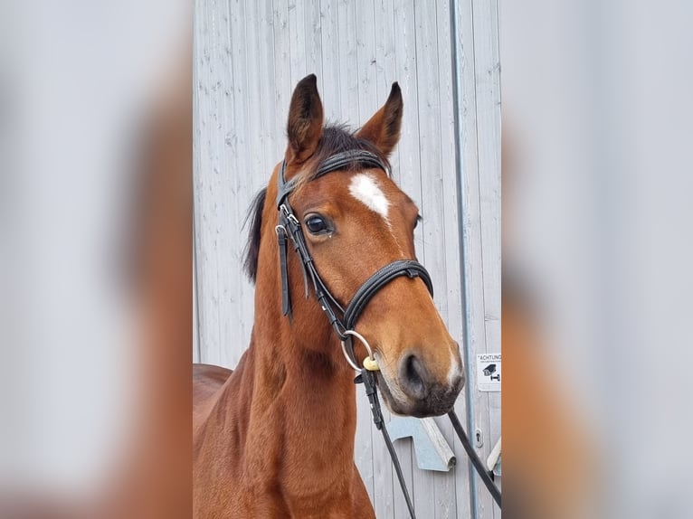 Oldenburg Giumenta 4 Anni 165 cm Baio in Leimersheim