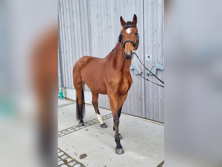 Oldenburg Giumenta 4 Anni 165 cm Baio in Leimersheim