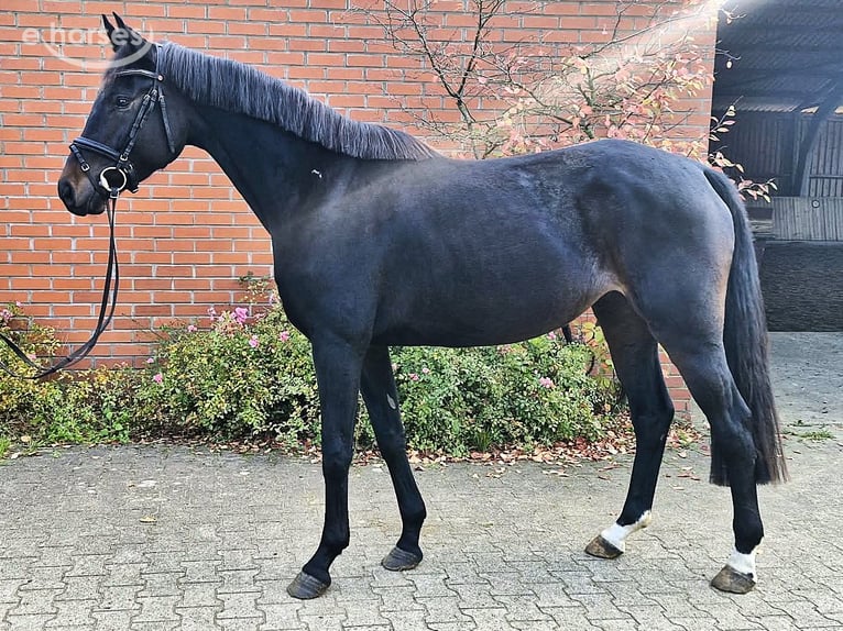 Oldenburg Giumenta 4 Anni 165 cm Baio nero in Hankensbüttel