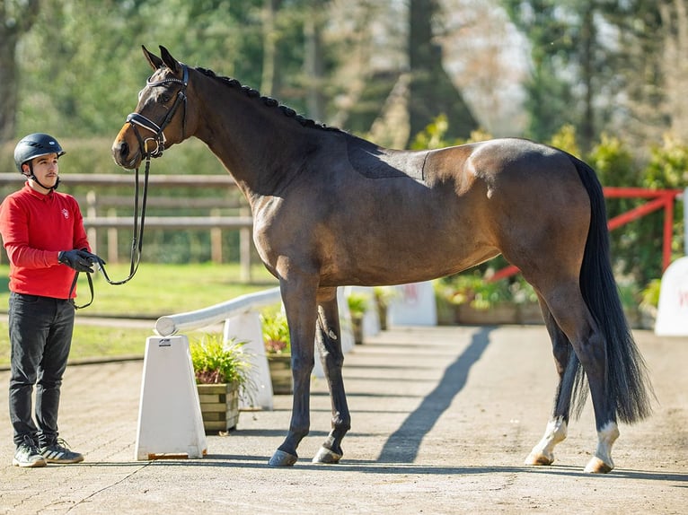 Oldenburg Giumenta 4 Anni 165 cm Baio scuro in Münster-Handorf