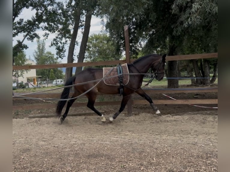 Oldenburg Giumenta 4 Anni 165 cm Baio scuro in ZSÁMBÉK