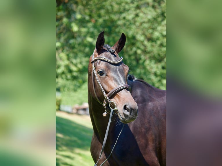 Oldenburg Giumenta 4 Anni 165 cm Morello in Ratingen