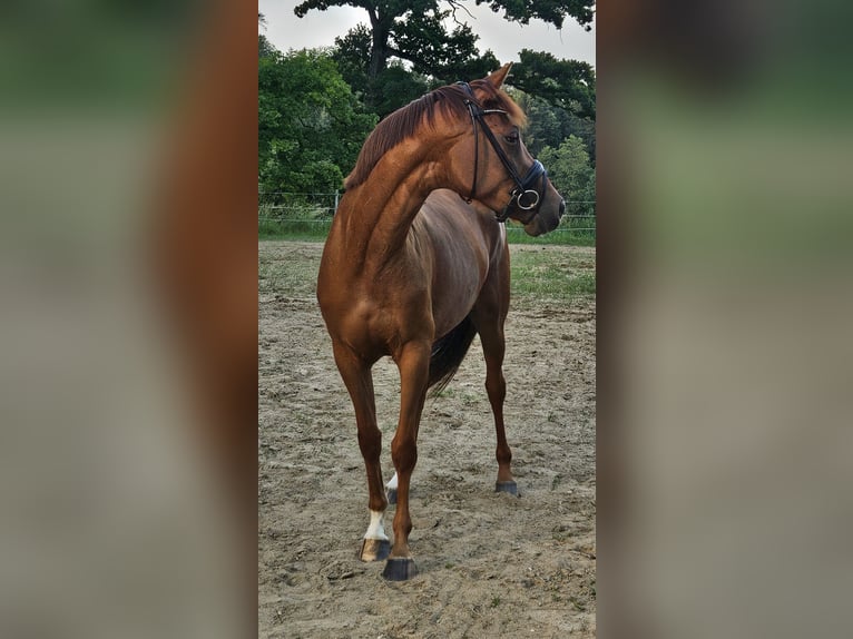 Oldenburg Giumenta 4 Anni 165 cm Sauro in Weilheim in Oberbayern