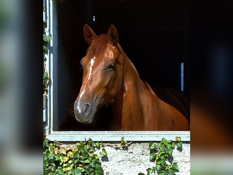 Oldenburg Giumenta 4 Anni 165 cm Sauro in Weilheim in Oberbayern