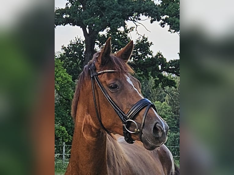 Oldenburg Giumenta 4 Anni 165 cm Sauro in Weilheim in Oberbayern
