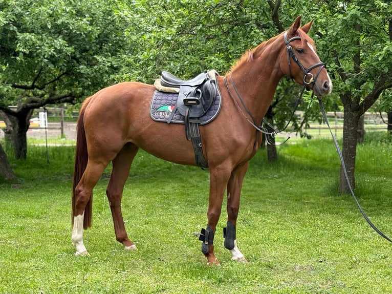 Oldenburg Giumenta 4 Anni 165 cm Sauro in Dodow