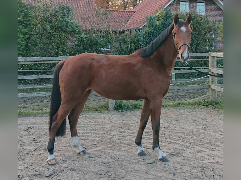 Oldenburg Giumenta 4 Anni 166 cm Baio in Damme