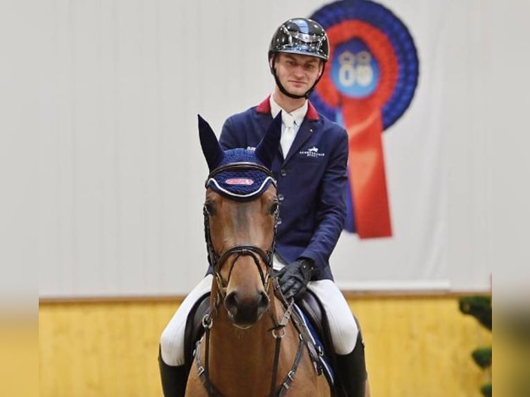 Oldenburg Giumenta 4 Anni 166 cm Baio in Vechta
