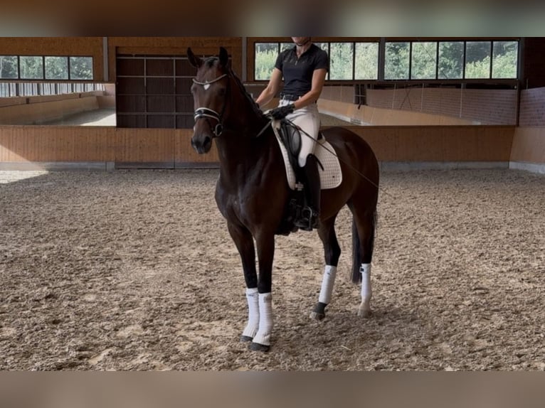 Oldenburg Giumenta 4 Anni 166 cm Baio scuro in Havixbeck