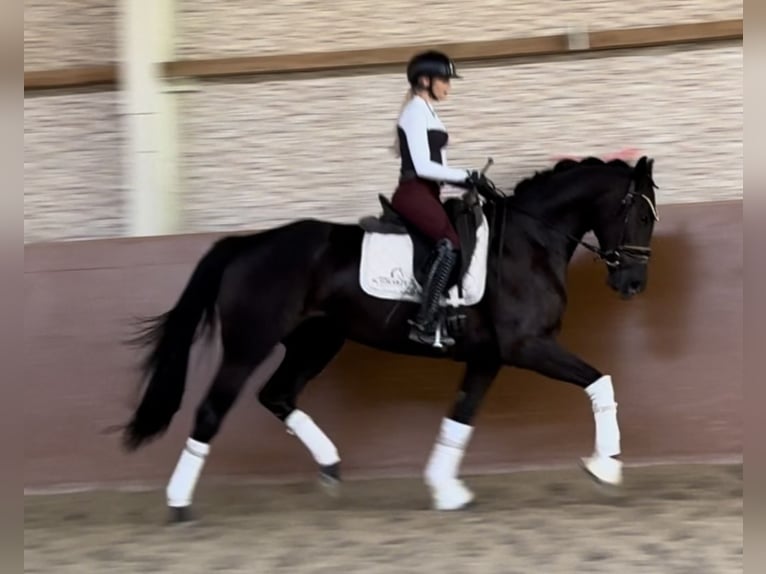 Oldenburg Giumenta 4 Anni 166 cm Morello in Wehringen