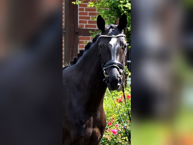 Oldenburg Giumenta 4 Anni 166 cm Morello in Warendorf