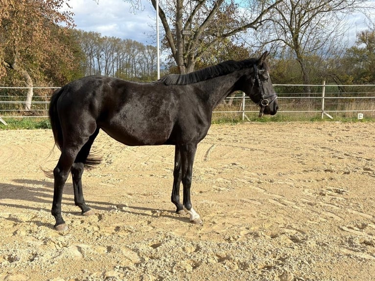 Oldenburg Giumenta 4 Anni 166 cm Morello in Erfurt