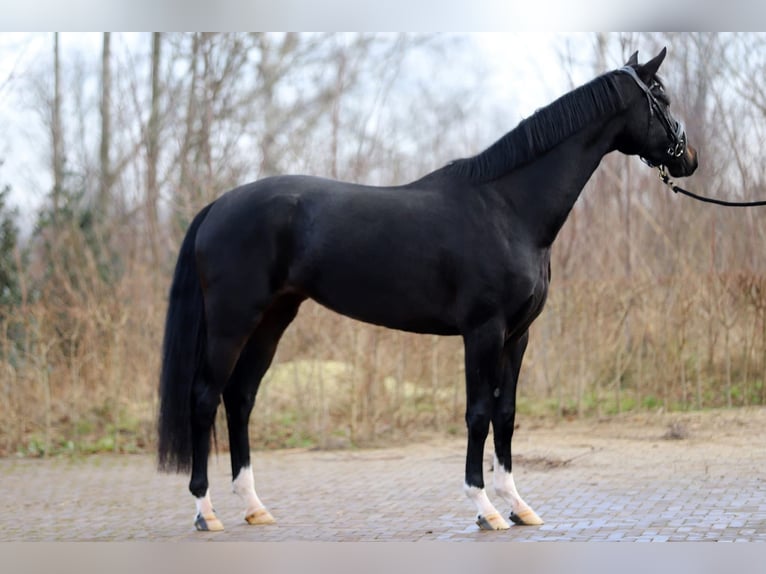 Oldenburg Giumenta 4 Anni 166 cm Morello in Harreveld