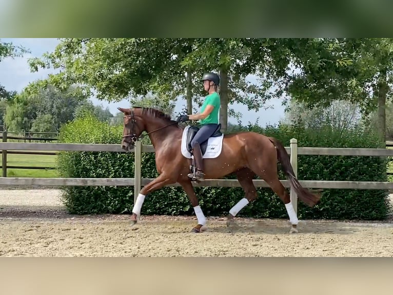 Oldenburg Giumenta 4 Anni 166 cm Sauro in Zaffelare