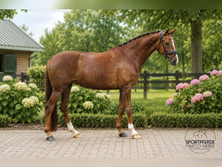 Oldenburg Giumenta 4 Anni 166 cm Sauro scuro in Wiefelstede