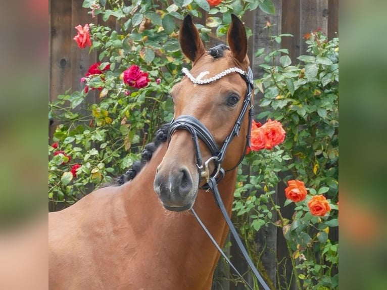 Oldenburg Giumenta 4 Anni 167 cm Baio in Valluhn