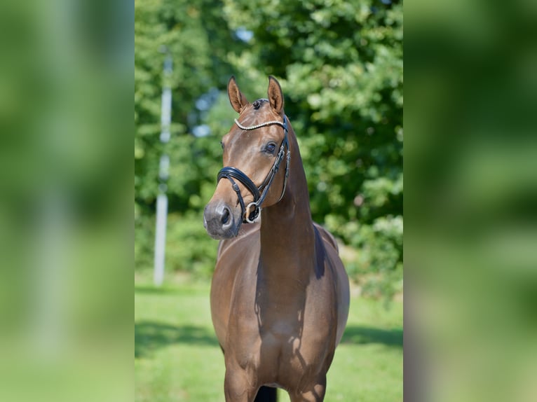 Oldenburg Giumenta 4 Anni 167 cm Baio in Großefehn Timmel
