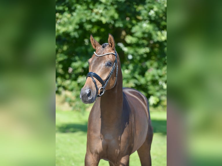 Oldenburg Giumenta 4 Anni 167 cm Baio in Großefehn Timmel