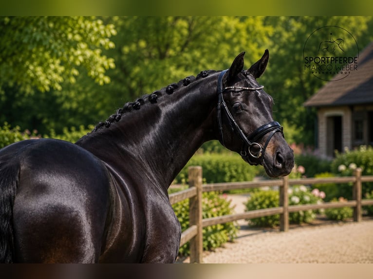 Oldenburg Giumenta 4 Anni 167 cm Baio nero in Sande Neustadtgödens