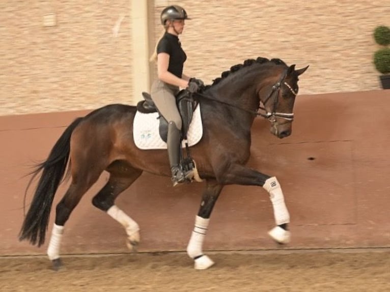 Oldenburg Giumenta 4 Anni 167 cm Baio scuro in Wehringen