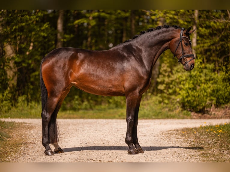 Oldenburg Giumenta 4 Anni 167 cm Baio scuro in Wehringen