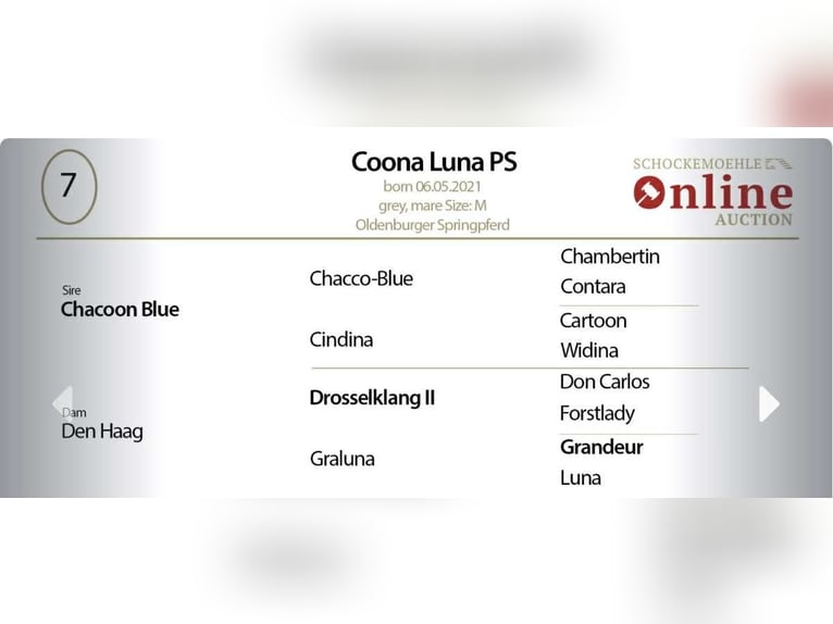 Oldenburg Giumenta 4 Anni 167 cm Grigio in G&#x141;UBCZYN