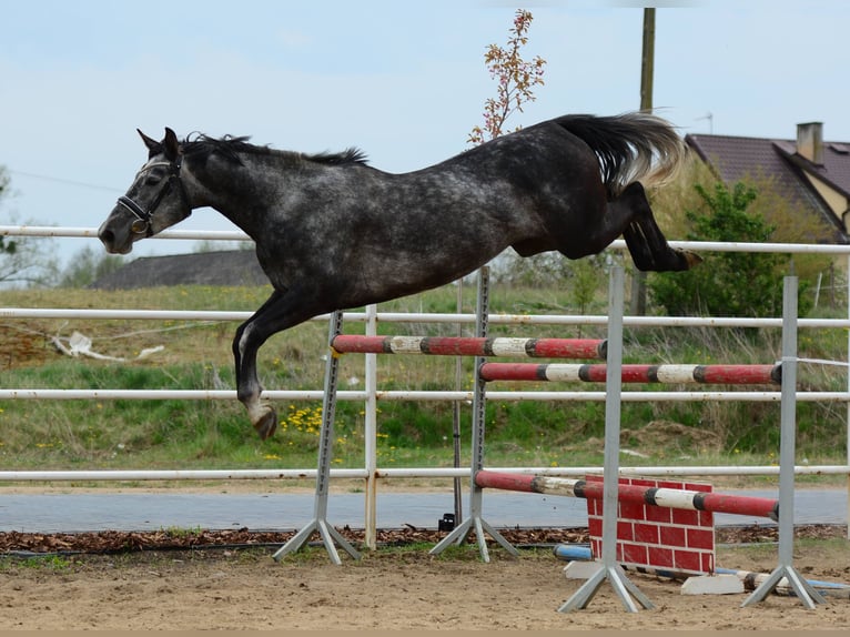 Oldenburg Giumenta 4 Anni 167 cm Grigio pezzato in Przasnysz