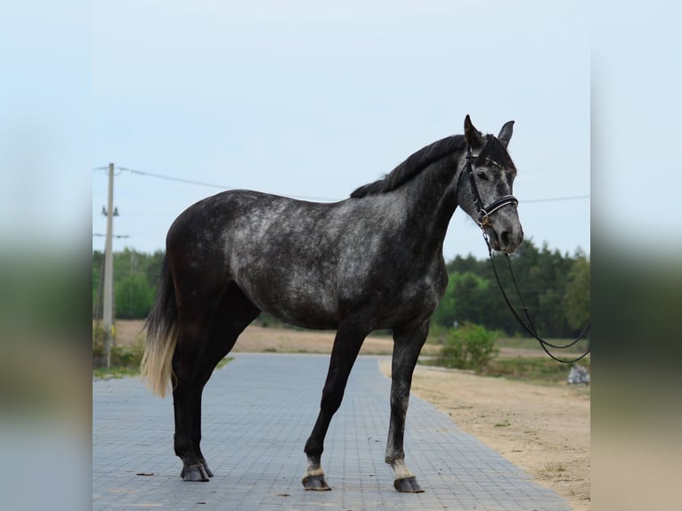 Oldenburg Giumenta 4 Anni 167 cm Grigio pezzato in Przasnysz