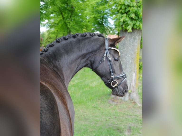 Oldenburg Giumenta 4 Anni 167 cm Morello in Ludwigslust