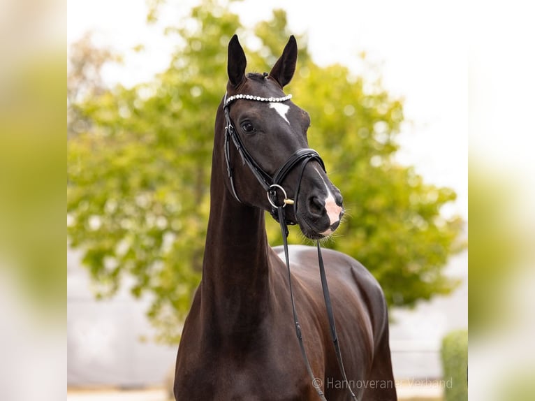 Oldenburg Giumenta 4 Anni 167 cm Morello in Verden