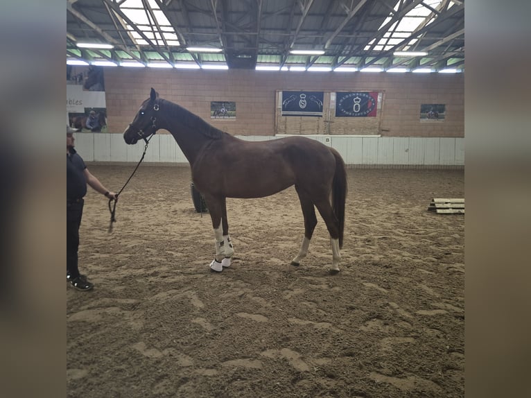 Oldenburg Giumenta 4 Anni 167 cm Sauro scuro in Visbek