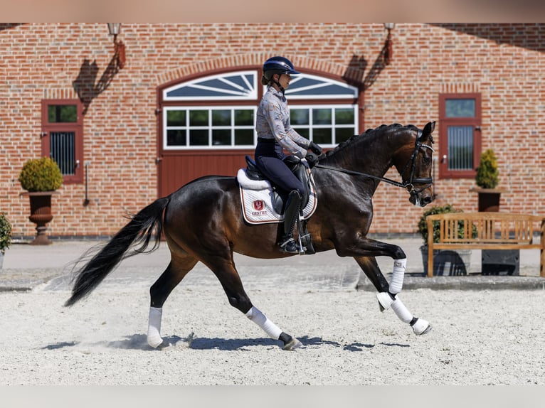 Oldenburg Giumenta 4 Anni 168 cm Baio in Brodersdorf