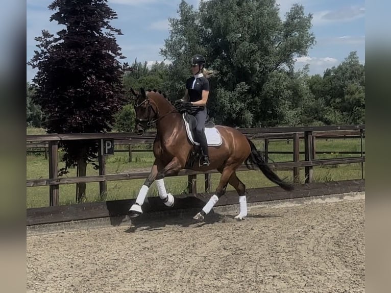 Oldenburg Giumenta 4 Anni 168 cm Baio in Meckenheimck