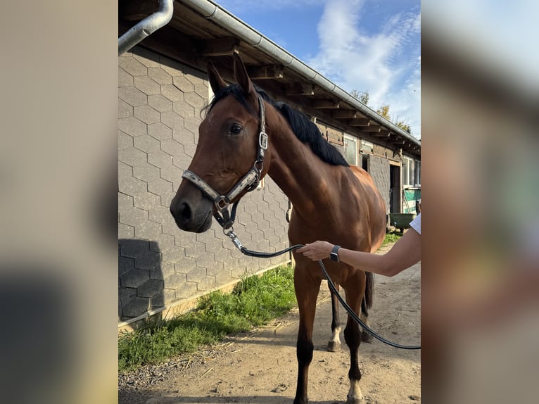 Oldenburg Giumenta 4 Anni 168 cm Baio in Schwedt/Oder