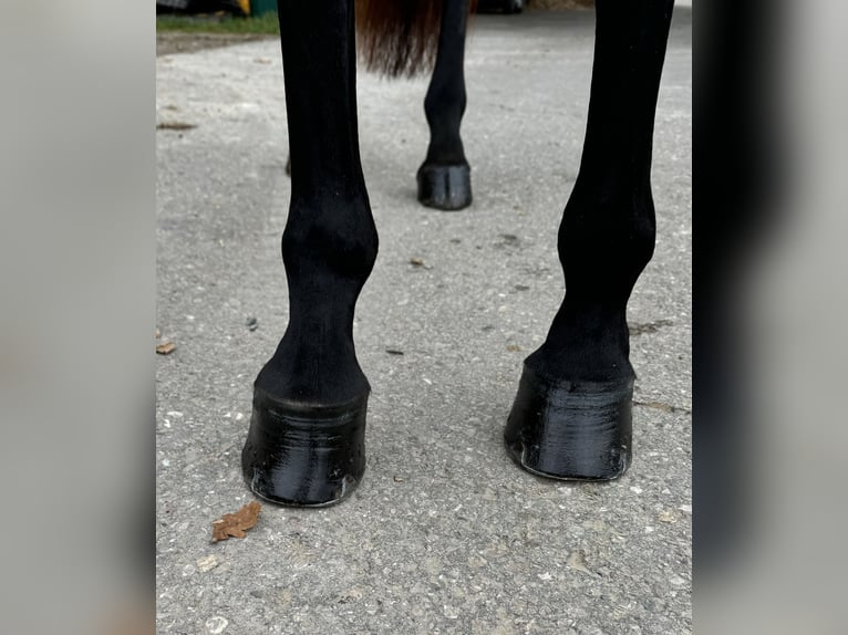 Oldenburg Giumenta 4 Anni 168 cm Baio nero in Wehringen