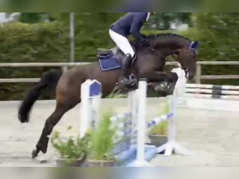 Oldenburg Giumenta 4 Anni 168 cm Baio nero in Neupotz