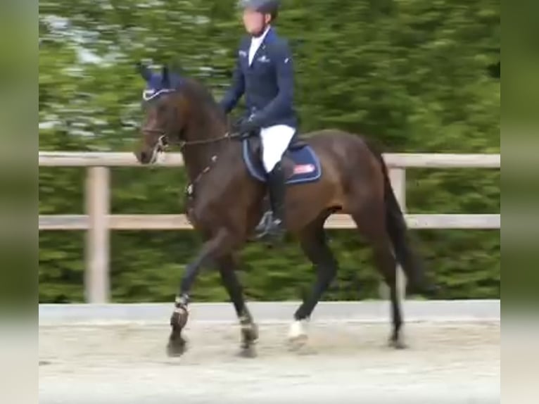 Oldenburg Giumenta 4 Anni 168 cm Baio nero in Neupotz