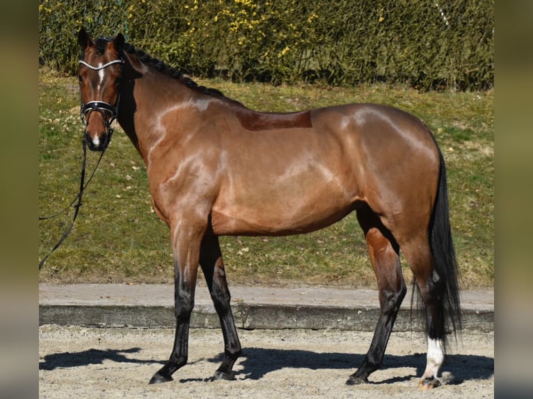 Oldenburg Giumenta 4 Anni 168 cm Baio scuro in F&#xFC;rstenau