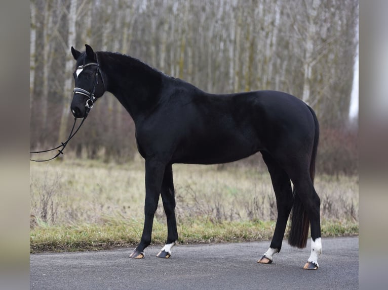 Oldenburg Giumenta 4 Anni 168 cm Morello in Baracs