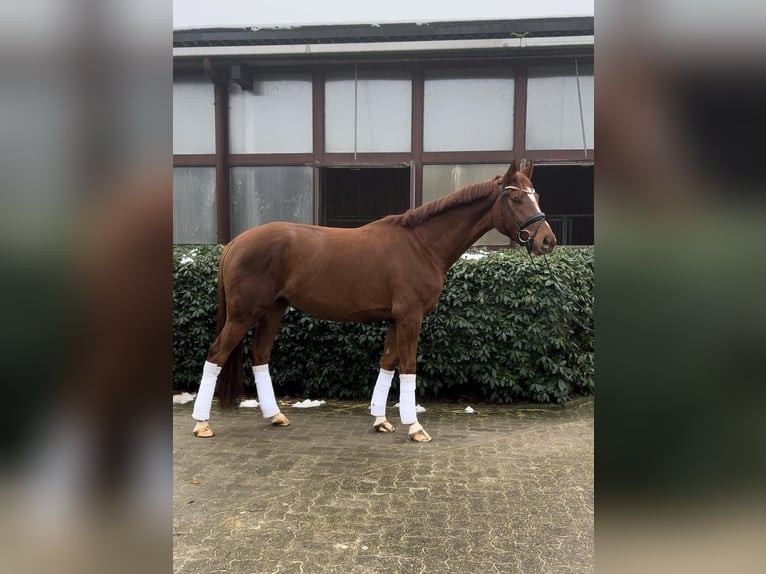 Oldenburg Giumenta 4 Anni 168 cm Sauro in Ratingen