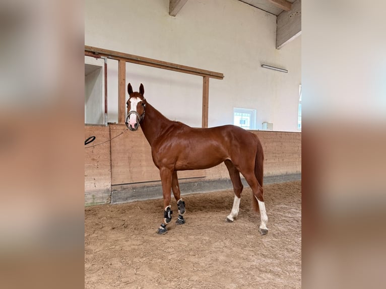 Oldenburg Giumenta 4 Anni 168 cm Sauro in Buchenberg