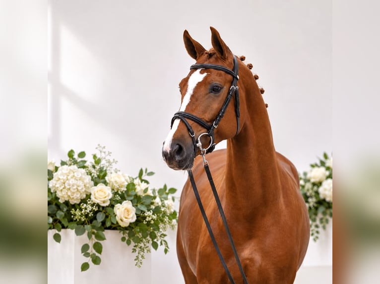 Oldenburg Giumenta 4 Anni 168 cm Sauro in ROGOWNICA