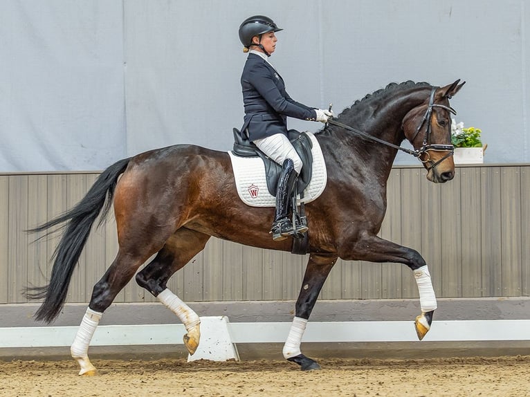 Oldenburg Giumenta 4 Anni 169 cm Baio in Münster-Handorf