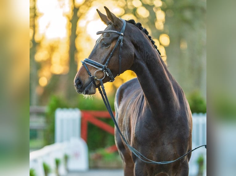 Oldenburg Giumenta 4 Anni 169 cm Baio in Münster-Handorf