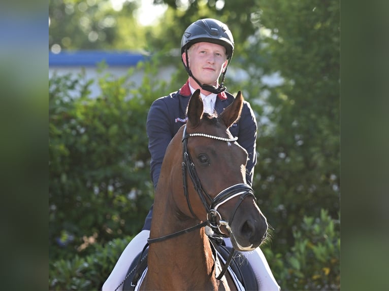 Oldenburg Giumenta 4 Anni 169 cm Baio in Vechta