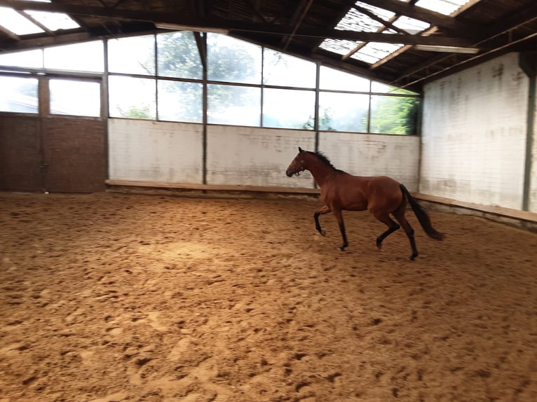 Oldenburg Giumenta 4 Anni 170 cm Baio in Bargstedt