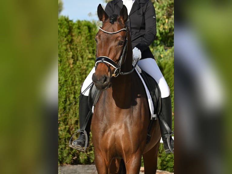 Oldenburg Giumenta 4 Anni 170 cm Baio in Gomadingen