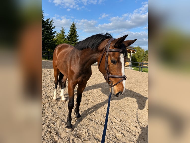 Oldenburg Giumenta 4 Anni 170 cm Baio in Niddatal