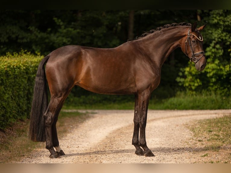 Oldenburg Giumenta 4 Anni 170 cm Baio scuro in Wehringen